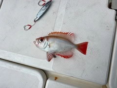 チカメキントキの釣果