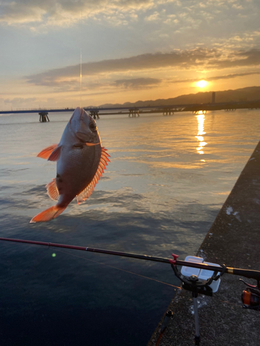 チャリコの釣果