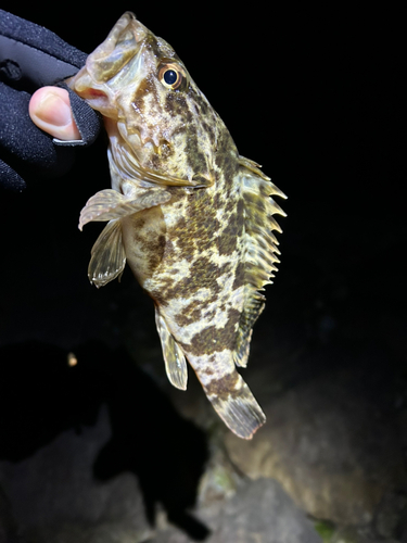 タケノコメバルの釣果