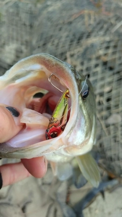 ラージマウスバスの釣果