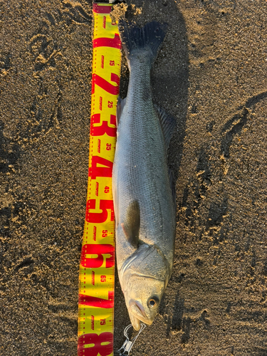 スズキの釣果