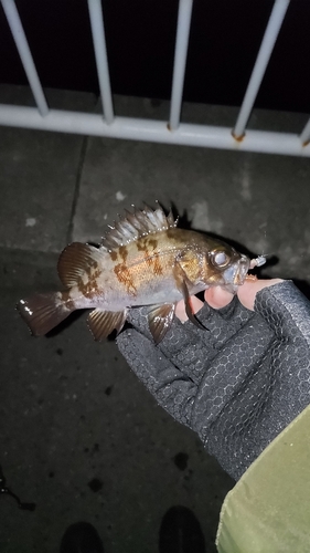 メバルの釣果