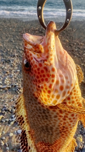 オオモンハタの釣果