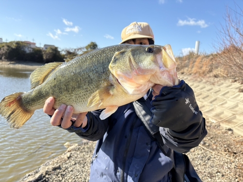 ラージマウスバスの釣果