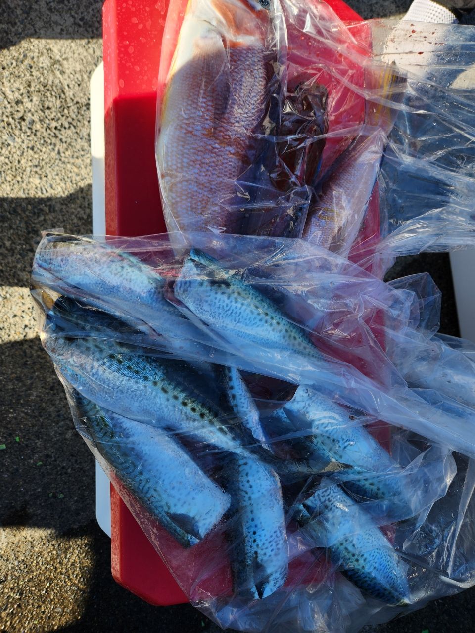 那須の釣り人さんの釣果 2枚目の画像