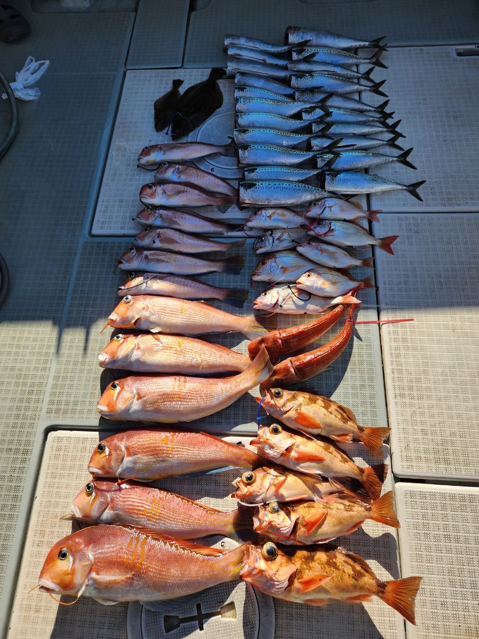 那須の釣り人さんの釣果 3枚目の画像