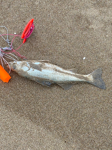 スズキの釣果