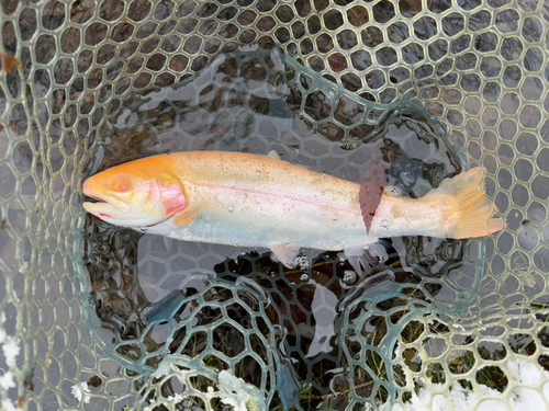 アルビノニジマスの釣果