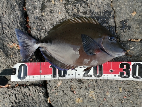 サンノジの釣果