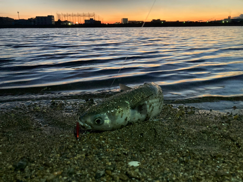 ボラの釣果