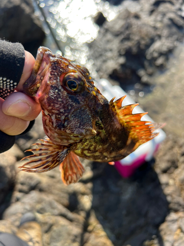 カサゴの釣果