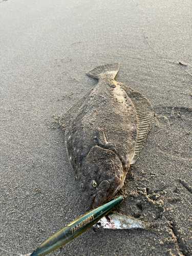 ヒラメの釣果