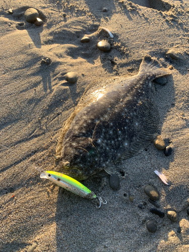 ヒラメの釣果