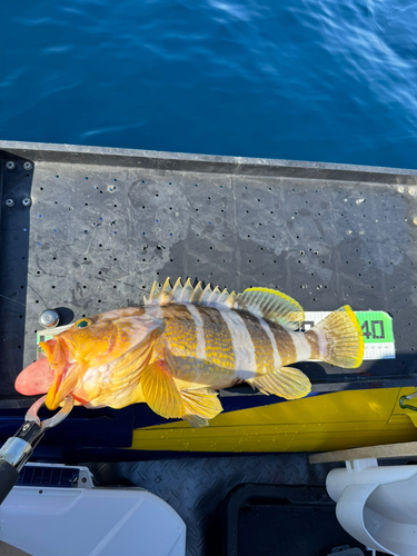 アオハタの釣果