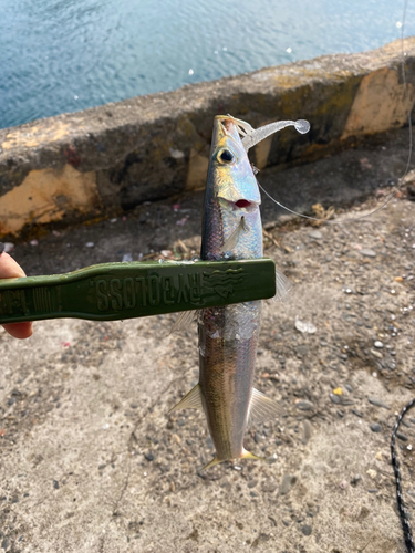 カマスの釣果