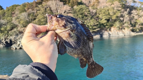 ムラソイの釣果