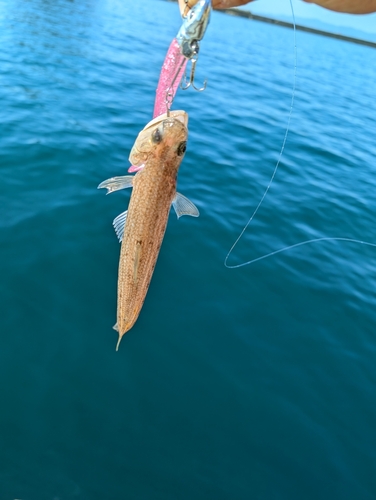 エソの釣果