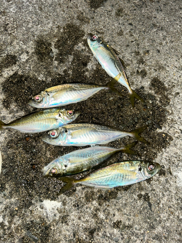 アジの釣果