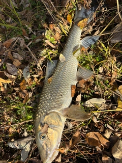 ニゴイの釣果