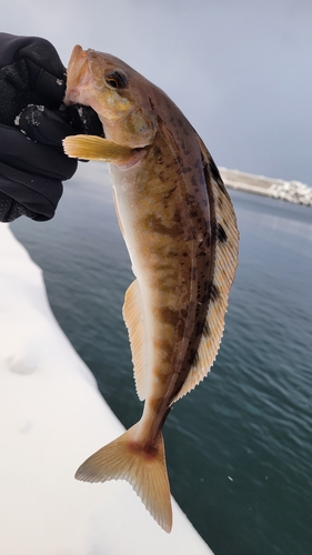 ホッケの釣果