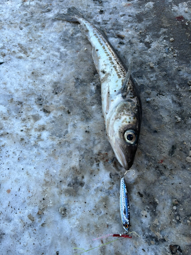 スケトウダラの釣果