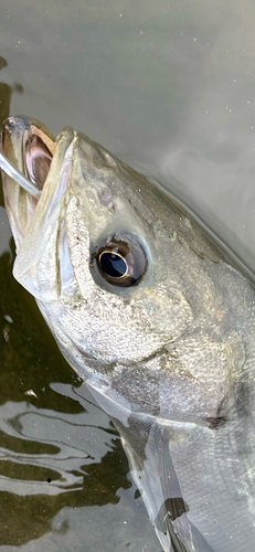 フッコ（マルスズキ）の釣果