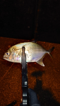 メッキの釣果