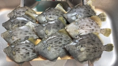 カワハギの釣果