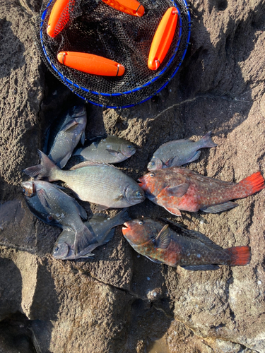 メジナの釣果