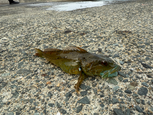 アナハゼの釣果