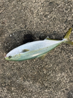 ハマチの釣果