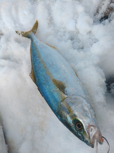 イナダの釣果