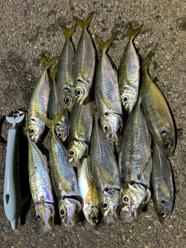 アジの釣果