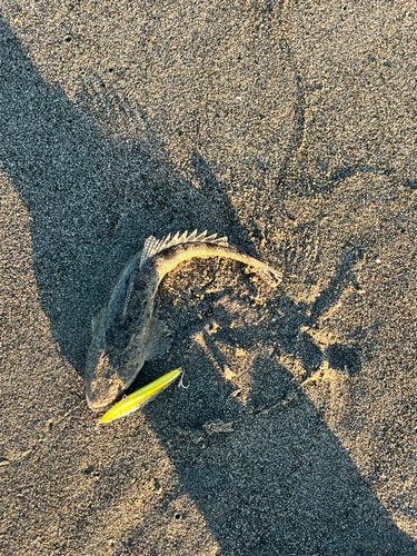 マゴチの釣果