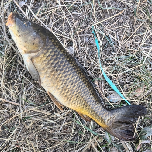 コイの釣果