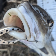 ニゴイの釣果