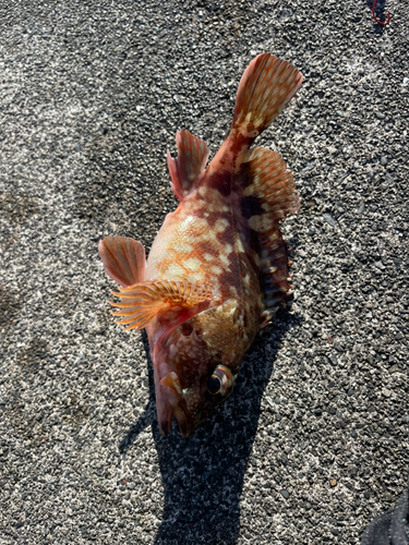 カサゴの釣果