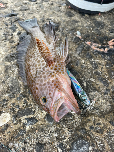 オオモンハタの釣果