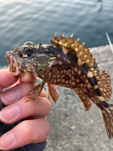 カサゴの釣果