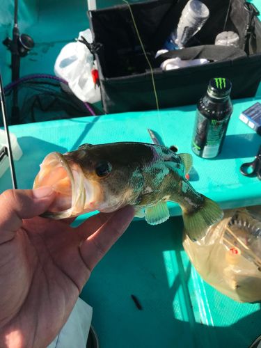 ブラックバスの釣果