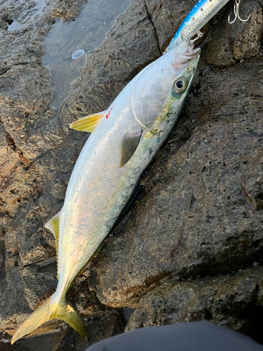 ツバスの釣果