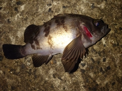 シロメバルの釣果