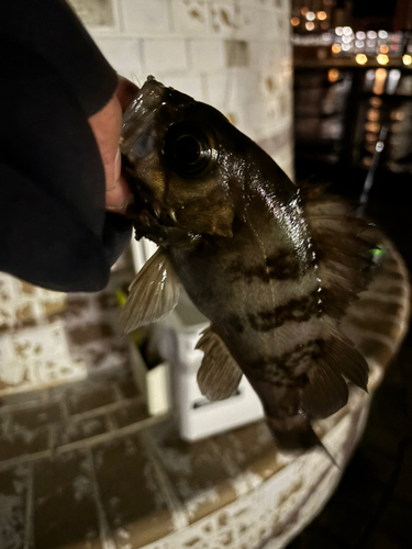 メバルの釣果