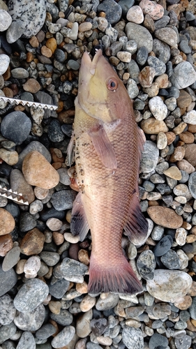 コブダイの釣果