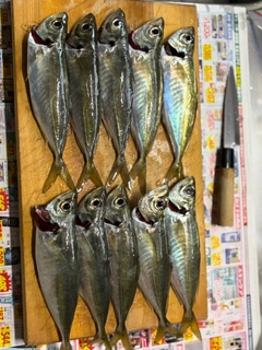 アジの釣果