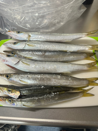 カマスの釣果