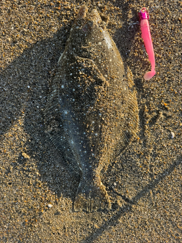 ヒラメの釣果