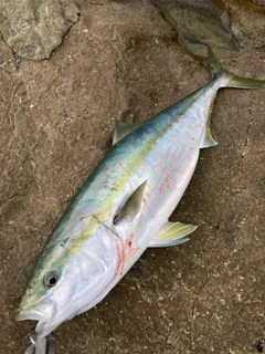 メジロの釣果