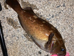 エゾメバルの釣果