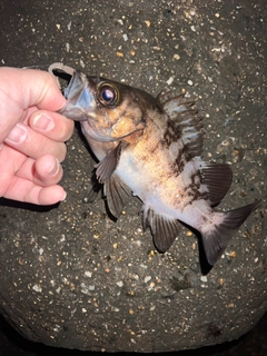 メバルの釣果